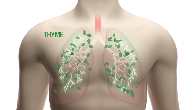 lung thyme