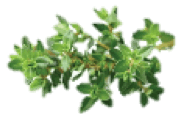 thyme