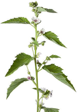 pink flowering marsh mallow plant PSPTARY